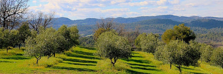 Portuguese olive oils