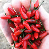 Portuguese Peri Peri - Hot